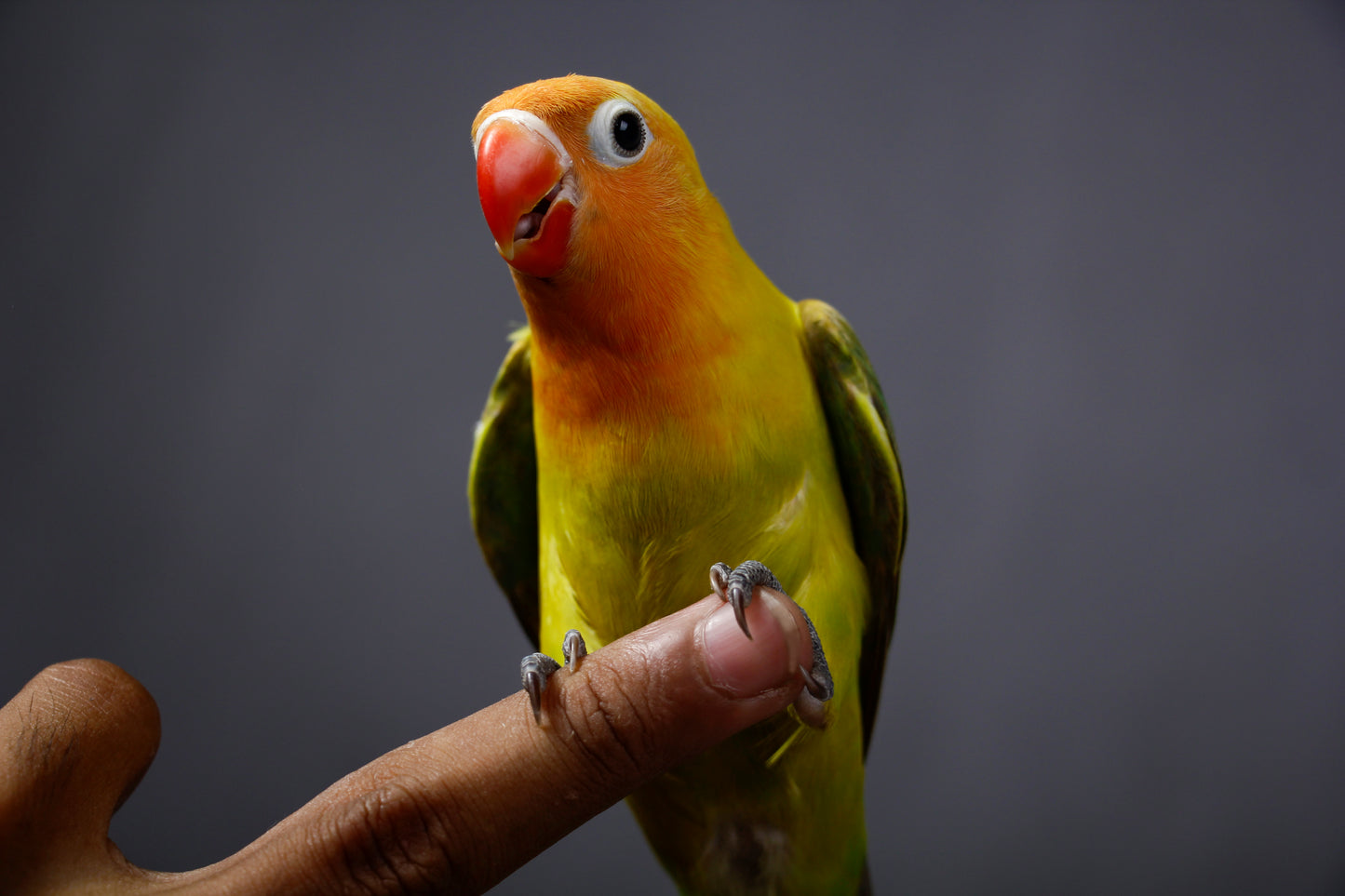 PetQila Bird Food for Cockatiel & Lovebirds Mix Seeds in wholesale 5.00 Kg