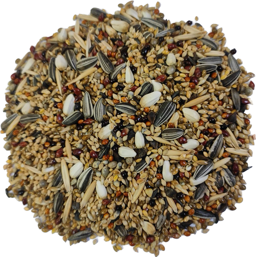 PetQila Bird Food for Cockatiel & Lovebirds Mix Seeds in wholesale 5.00 Kg
