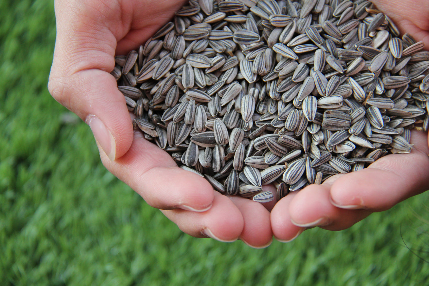 PetQila Striped Sunflower Seeds in wholesale price