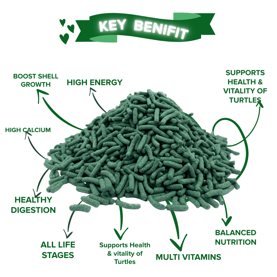 petqila baby turtle food