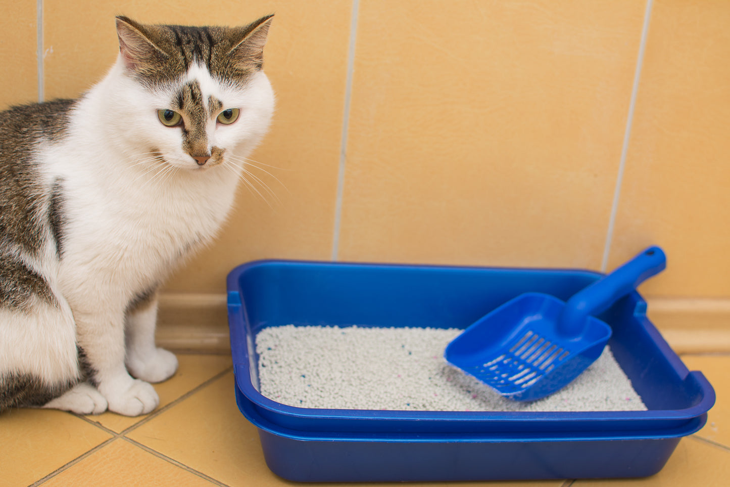 PetQila Cat Litter