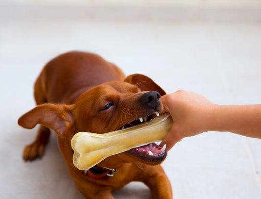 dog chew bone sticks for long lasting and durable