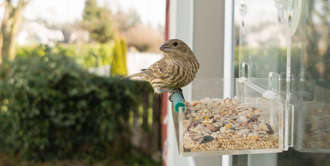 petqila high-quality finch bird food is essential, and best tips on selecting the perfect finch bird food for your feathered friends.