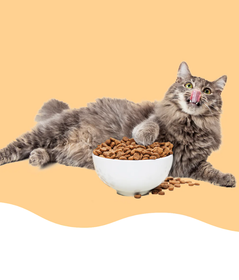 Online Pet Food Delivery India