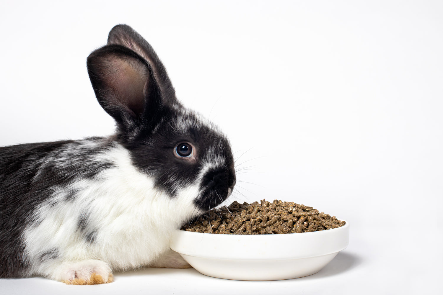 rabbit food list in hindi rabbit food shop near me rabbit food near me rabbit food habits rabbit food chart rabbit food price