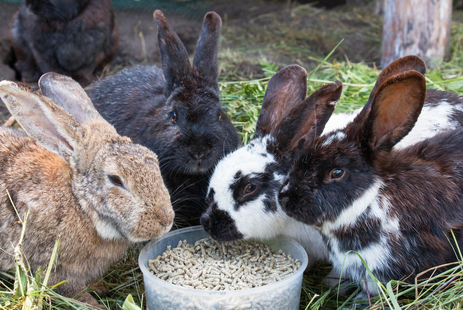 Petqila_rabbit_food_pellets_ingredients_price_Rabbit_food_vegetables_Rabbit_food_at_home_rabbit_food_price_premium_rabbit_food_petqila