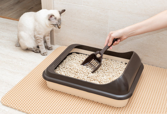 PetQila Cat Litter