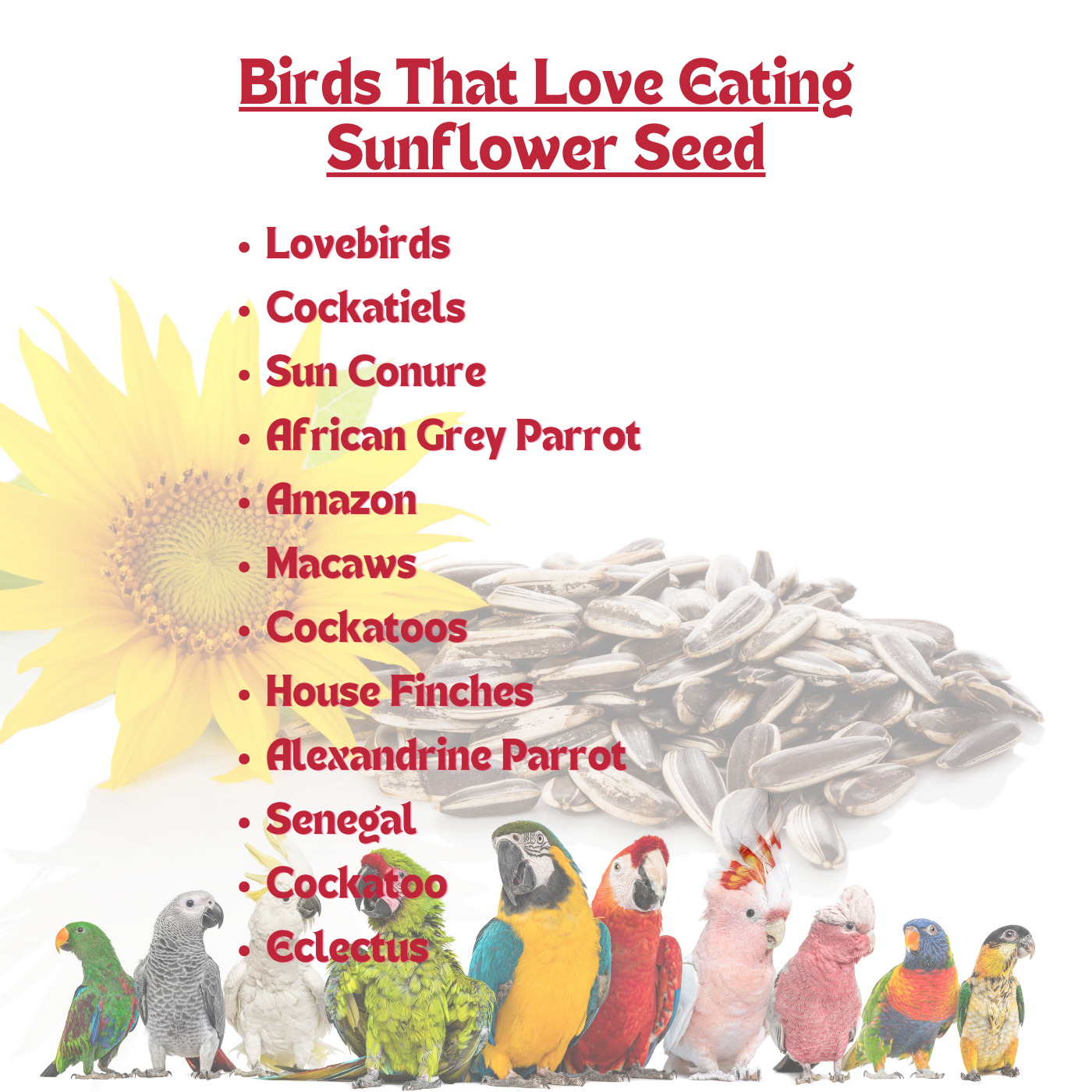 PetQila Striped Sunflower Seeds- for Lovebirds, Cockatiels etc For All Life Stages