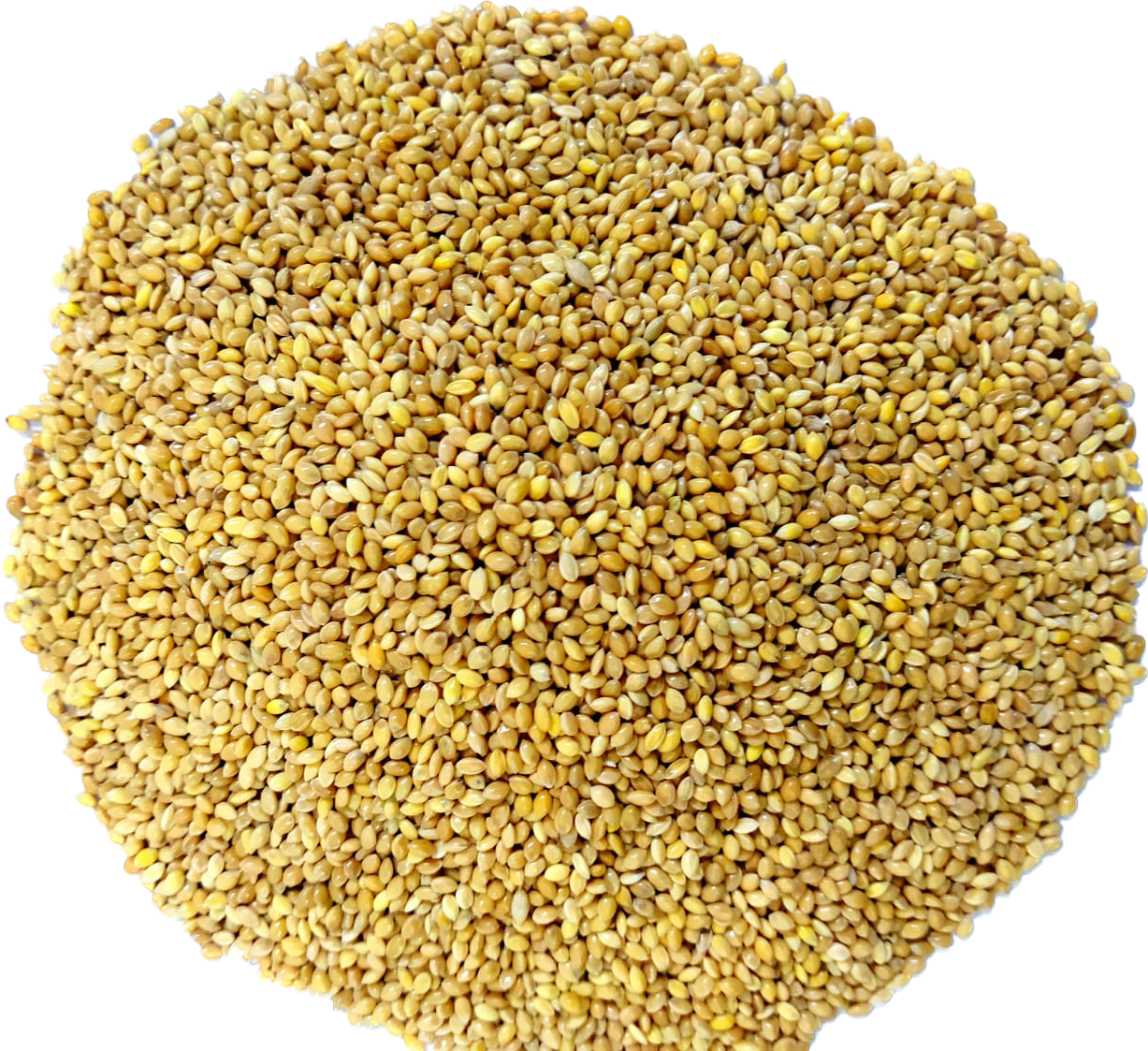 Proso Millet/Moti Kangni Bird Food wholesale price 5.00 Kg