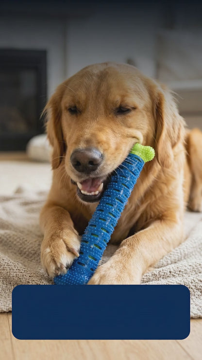 Dog Dental Toothbrush Chew Toy | Teeth Cleaning Brush Stick | Natural Rubber Dental Cleaning Toy for Puppies & Adult Dogs | Interactive Chew Toy