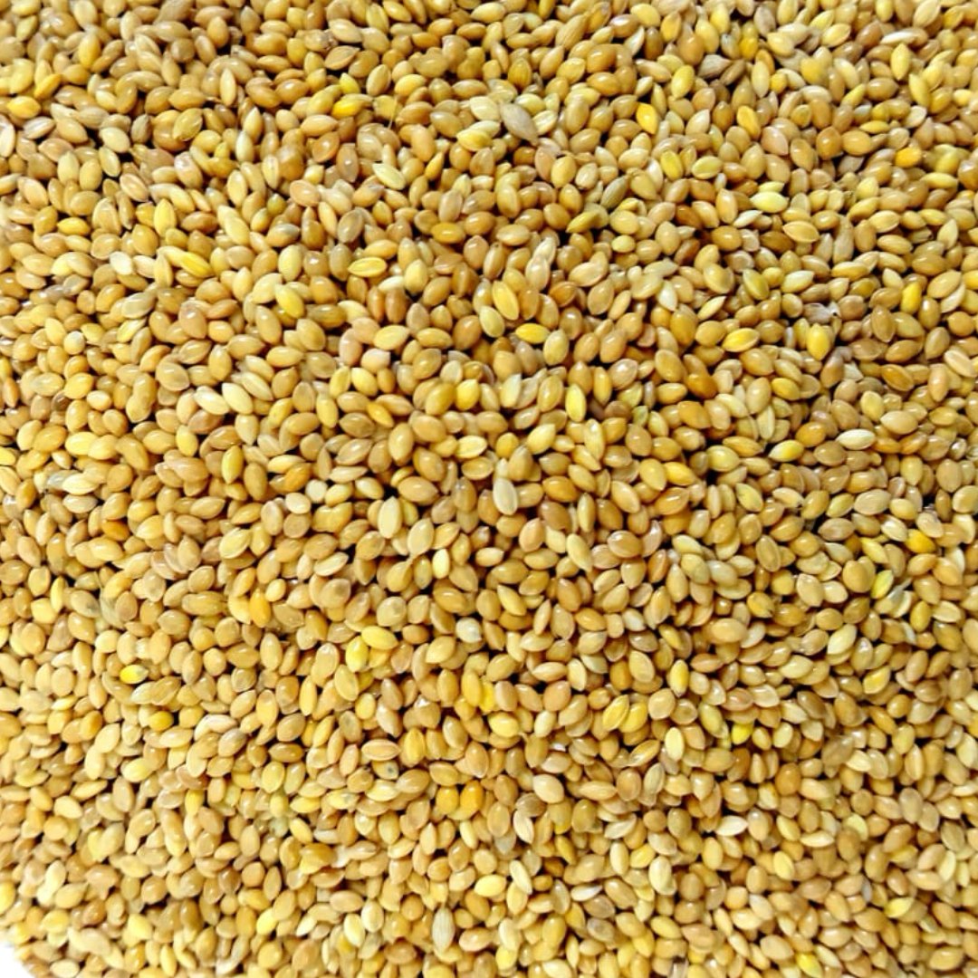 Proso Millet/Moti Kangni Bird Food wholesale price 5.00 Kg