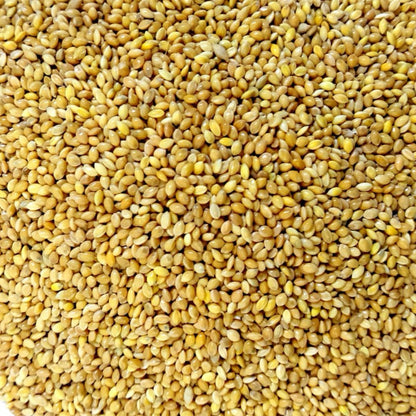 Proso Millet/Moti Kangni Bird Food wholesale price 5.00 Kg